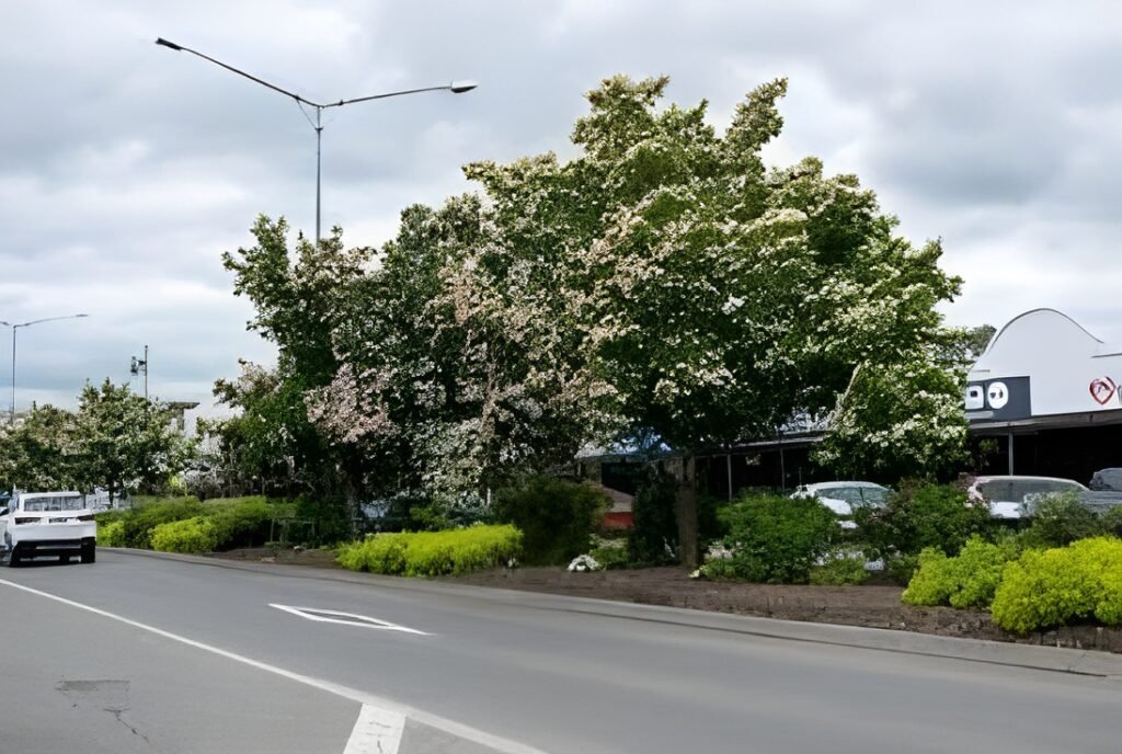 Greenvale